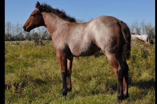 #08 Name Pending - 22 May 16, AQHA, Bay Roan, Filly (My Brand a Music) X (Hancock Josephine)